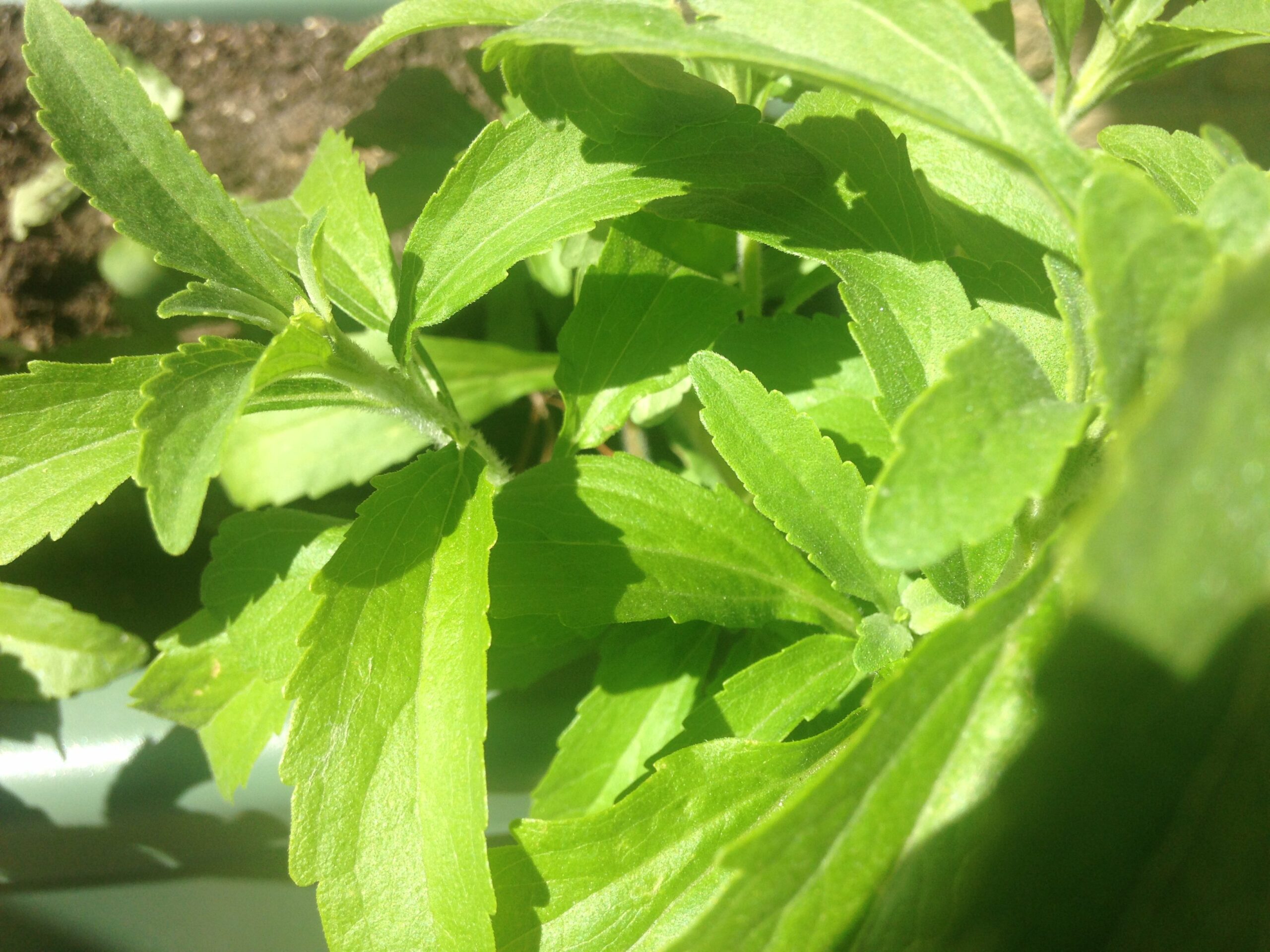 Wat is stevia? stevia plantje