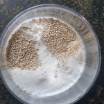 voeg de kokosmelk en het vanille extract toe
