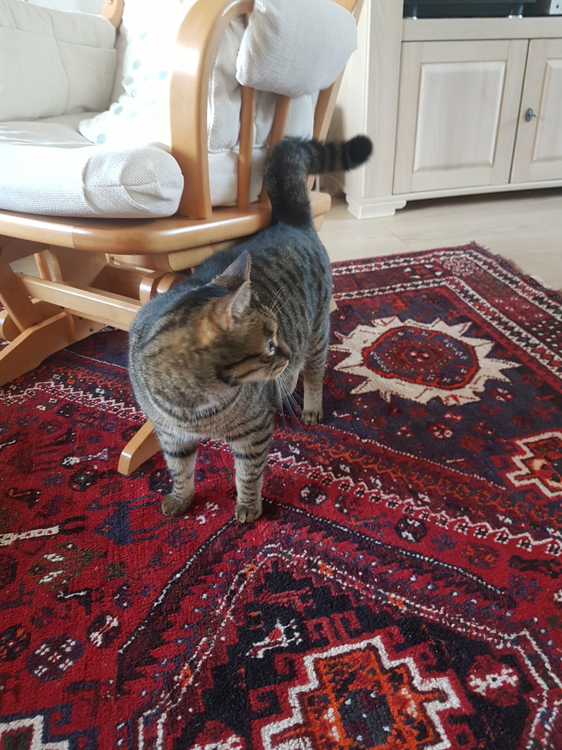 Het leven van een Keto-Kat - Deel 4: gewichtsplateau keto kat gewichtsplateau