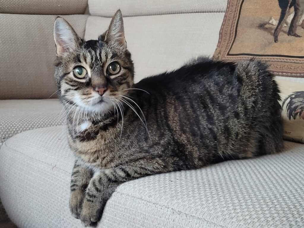 Keto kat 1