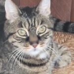 Keto kat
