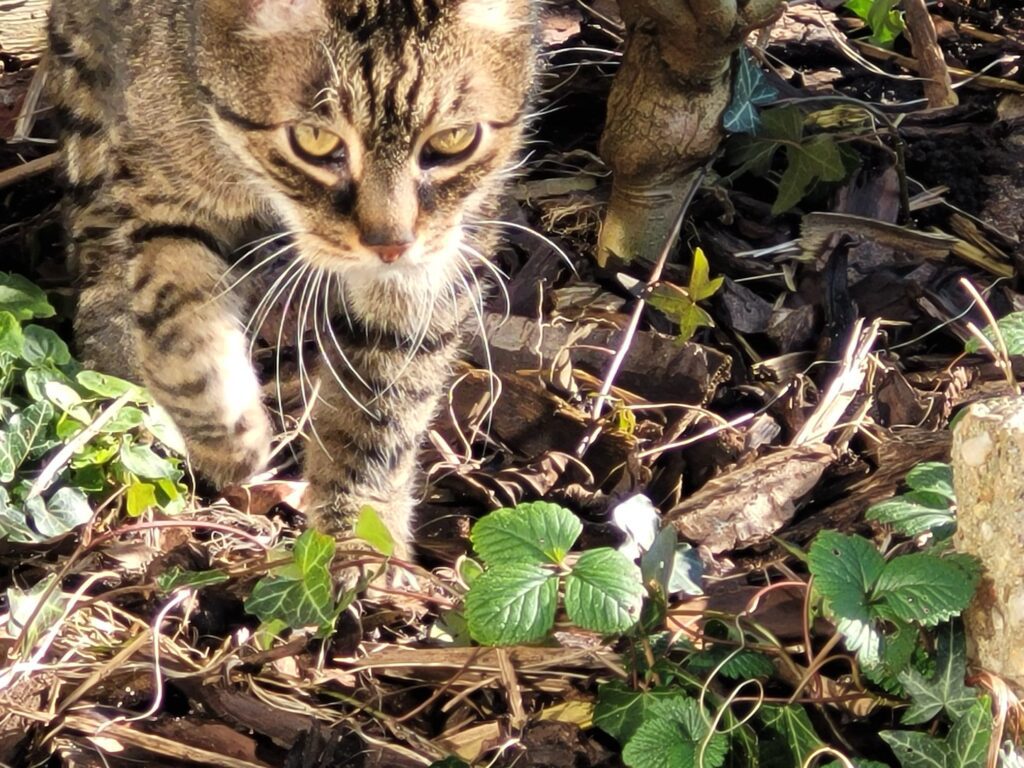 Keto kat in de tuin