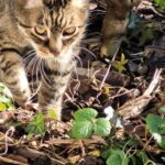 Keto kat in de tuin