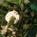 Zelf kruidenolie maken