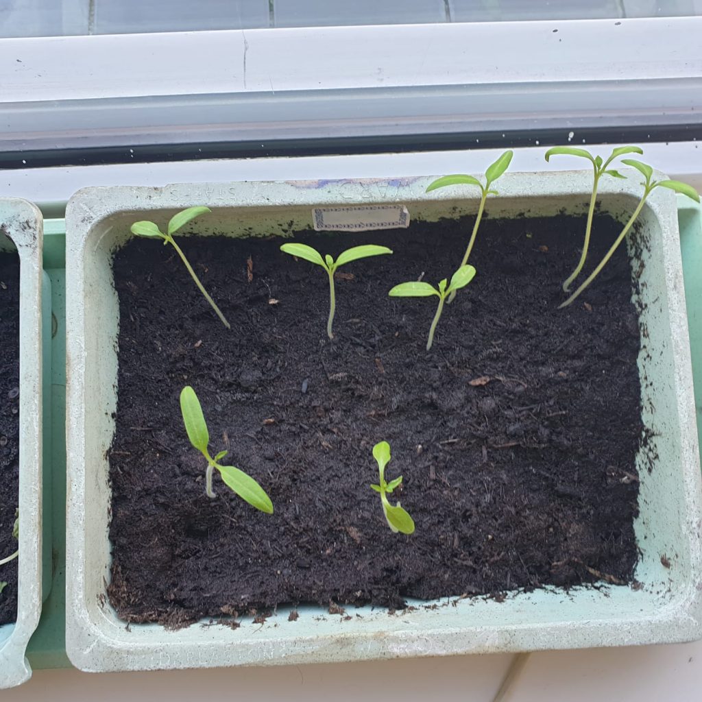 tomaten zaailingen