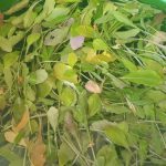 rucola wassen