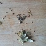 Snijplank met kardemom