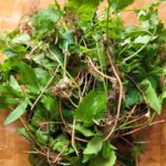 Zevenbladpesto