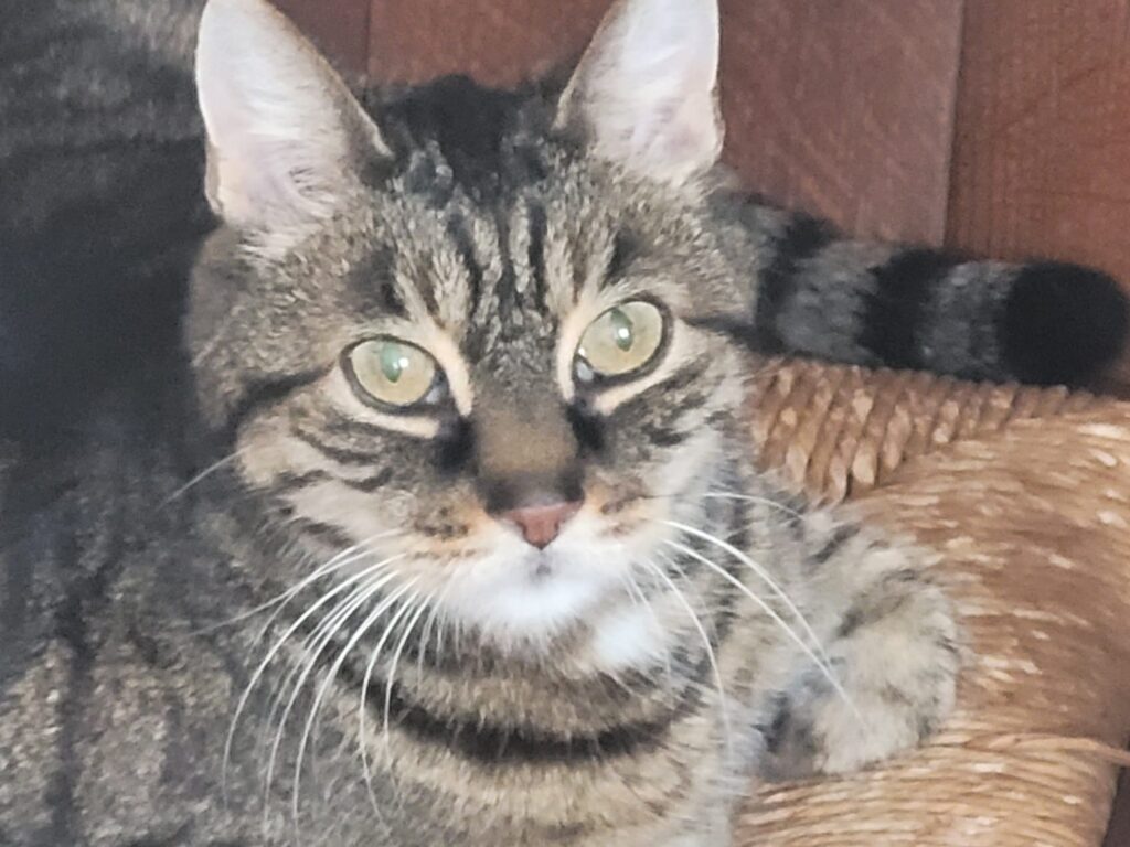 Keto kat