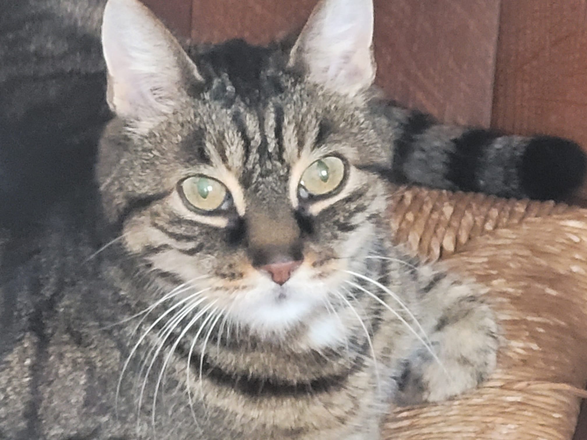 Keto kat